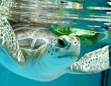 Loggerhead Marinelife Center
