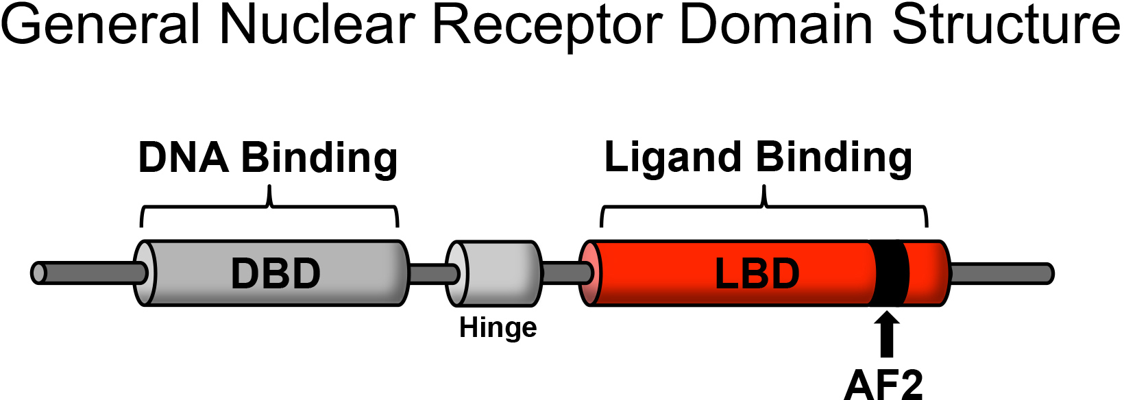 DBD and LBD are connected with a hinge in between and AF2 band on the LBD