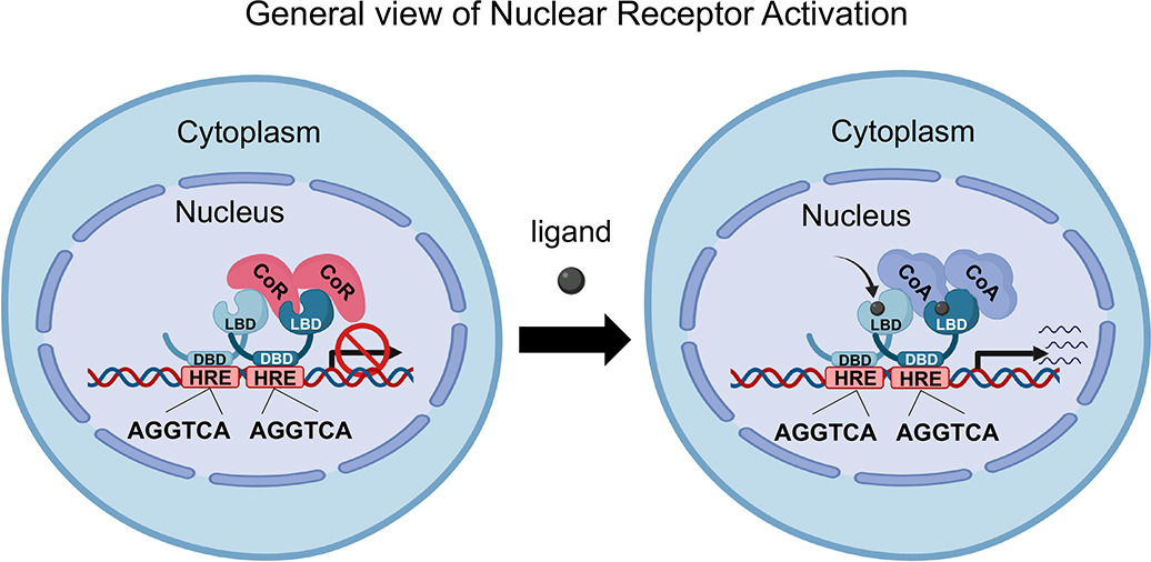 Diagram of what happens when ligand binds. CoR becomes CoA and fills LBD