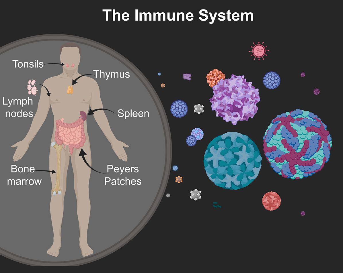 Highlights the immune system: tonsils, thymus, lymph nodes, spleen, bone marrow, Peyers patches