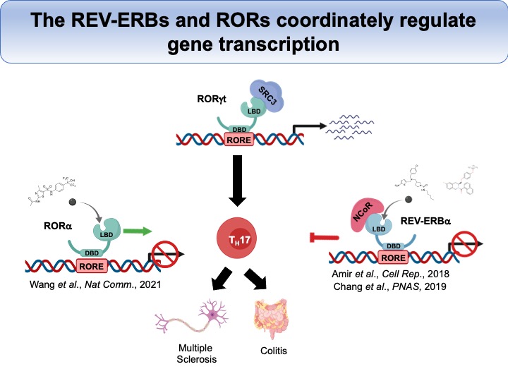 The REV-ERBs and RORs coordinately regulate gene transcription