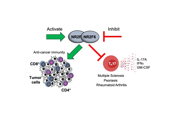 Activate green arrow leads to anti-cancer immunity while inhibit red line leads to multiple sclerosis, psoriasis, rhematoid arthritis (IL-17A, IFNgamma, GM-CSF)