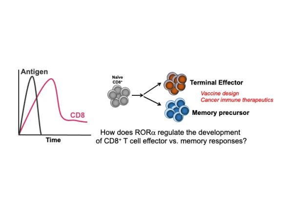 How does RoRa regulate the development of CD8+ T cell effector vs. memory responHow does RoRa regulate the development of CD8+ T cell effector vs. memory responses?